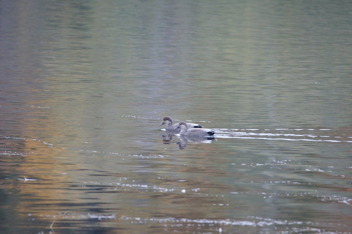 Gadwall - ML644296442