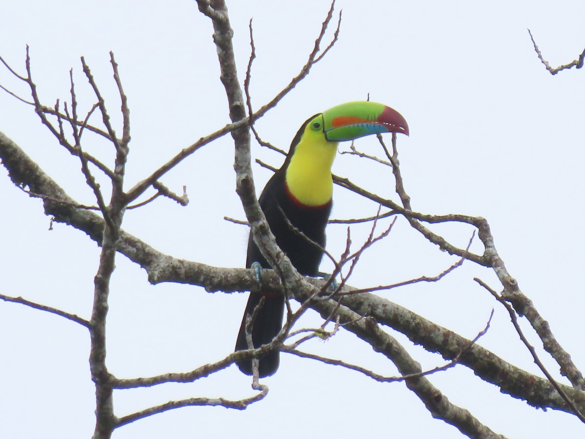 tukan středoamerický - ML644296445