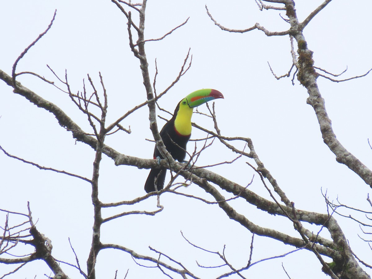 tukan středoamerický - ML644296446