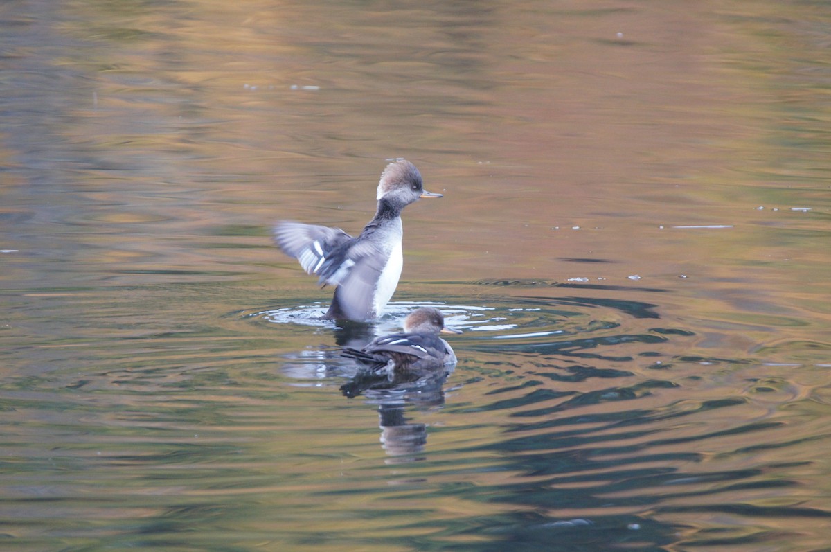 Hooded Merganser - ML644296458