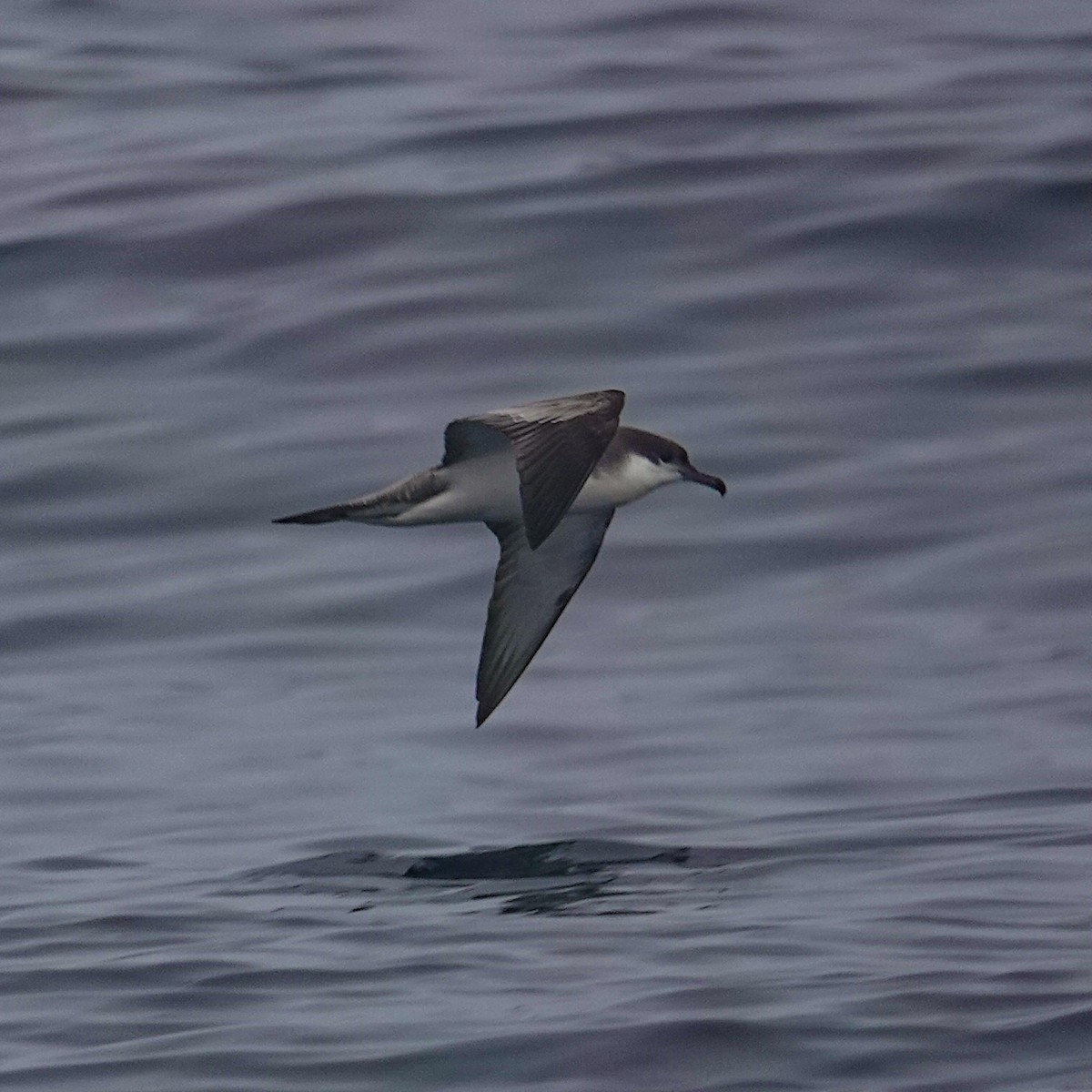 Буллеров буревестник - ML644296462