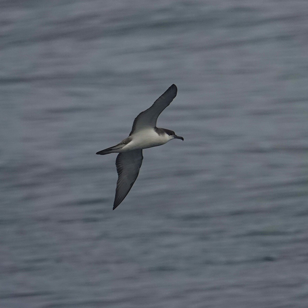 Буллеров буревестник - ML644296463