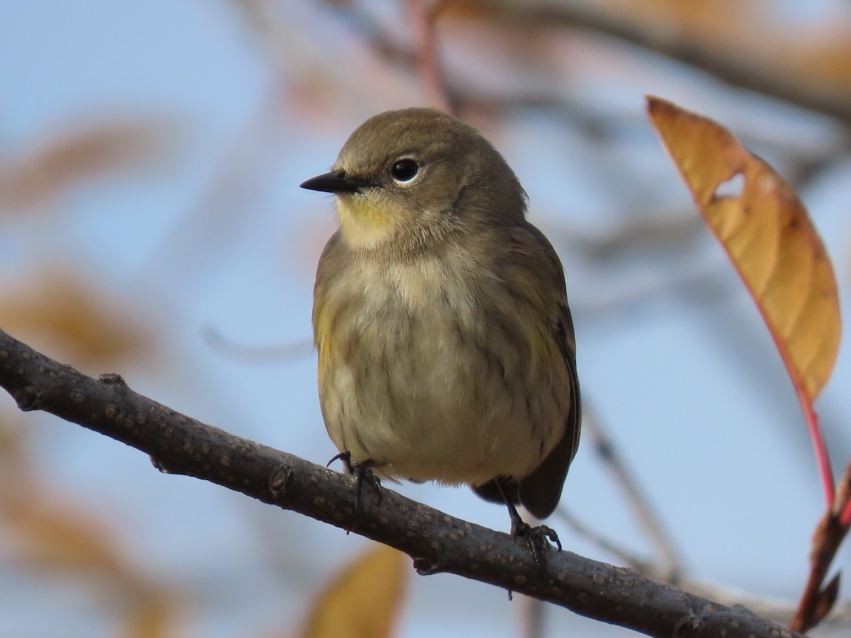 lesňáček žlutoskvrnný - ML644296468