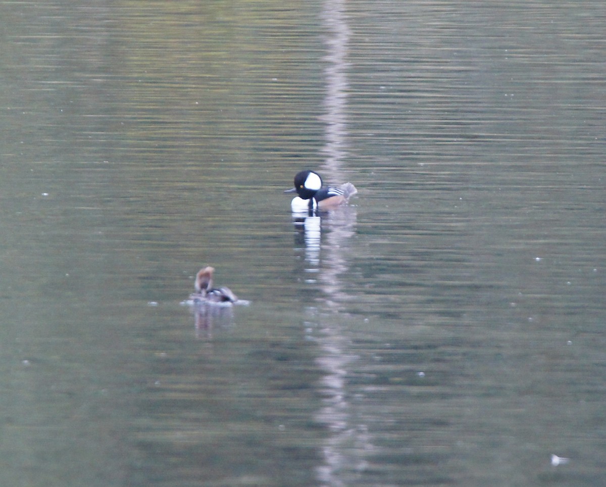 Hooded Merganser - ML644296470