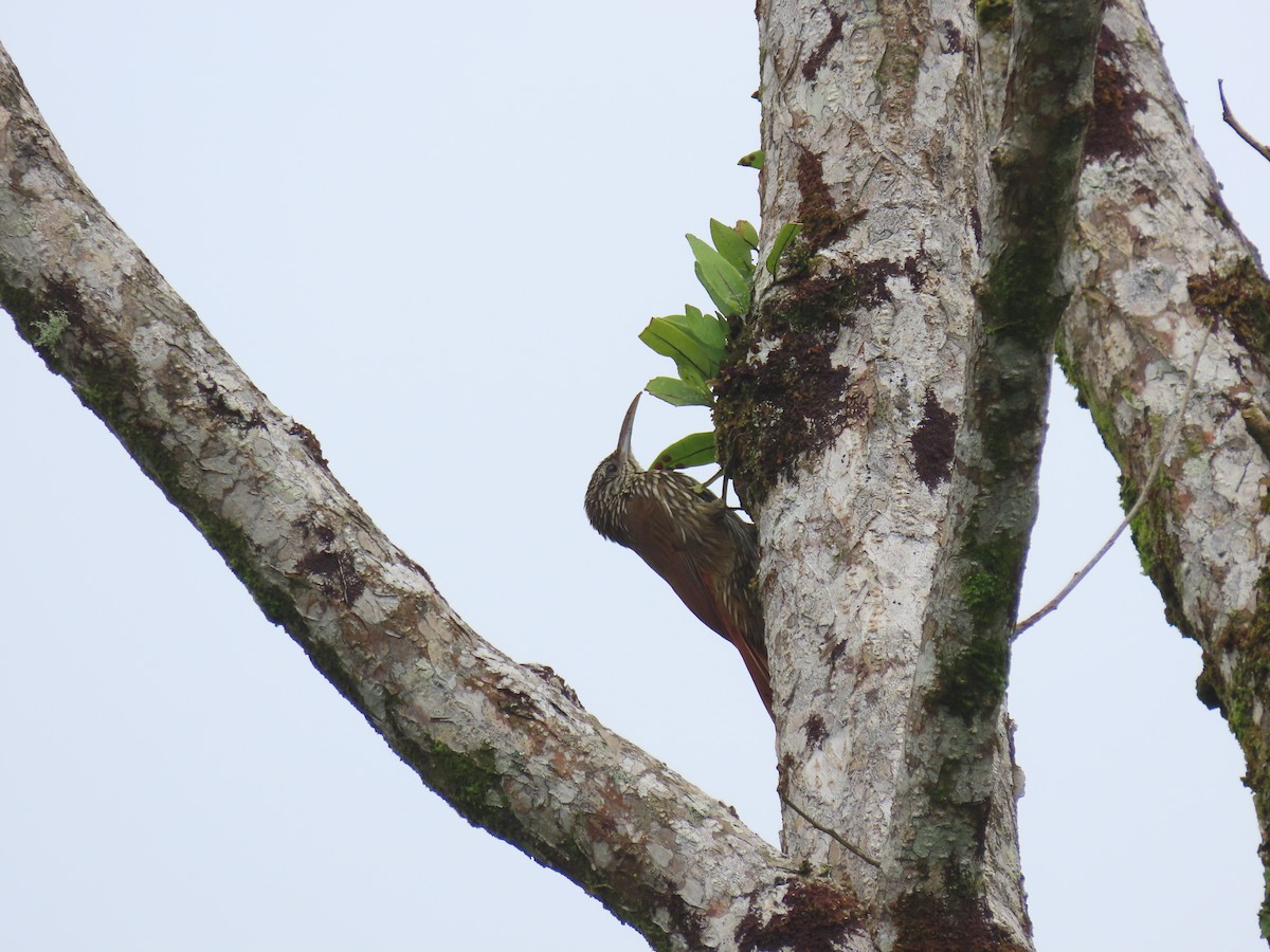 Streak-headed Woodcreeper - ML644296478