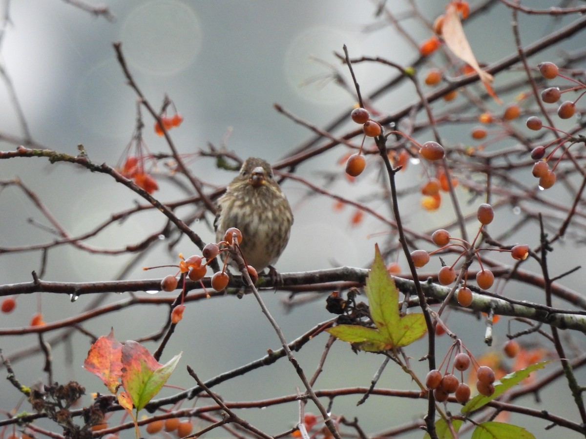 Purple Finch - ML644296481