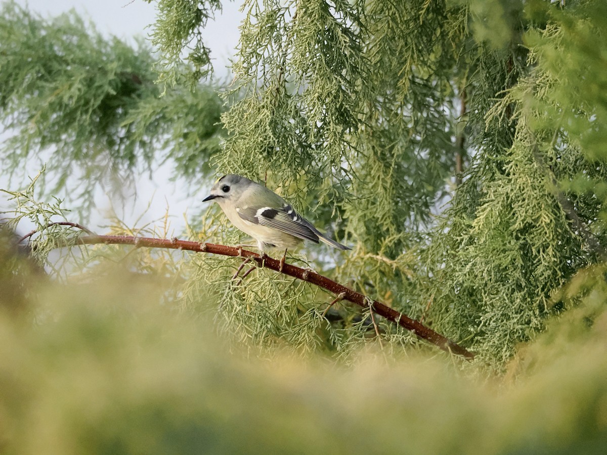 מלכילון האורנים - ML644296489