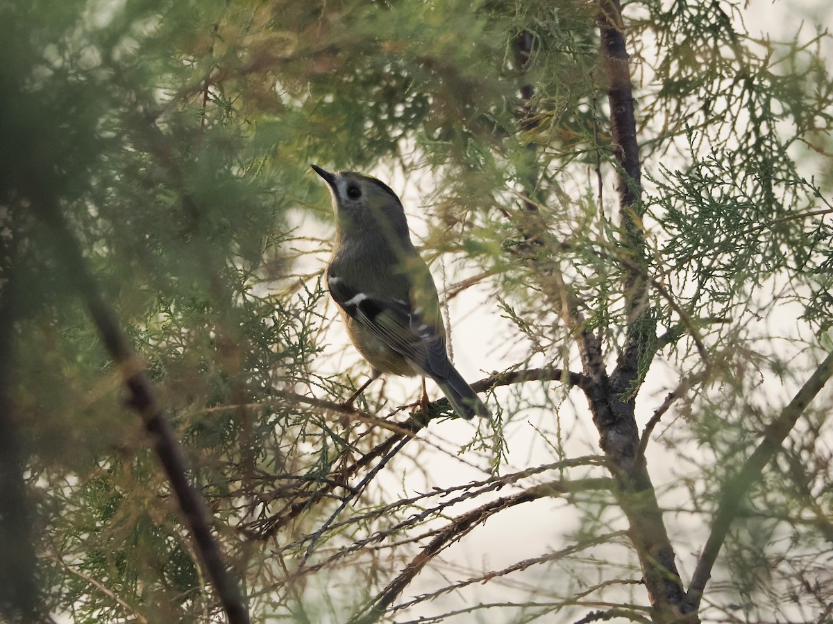 מלכילון האורנים - ML644296490