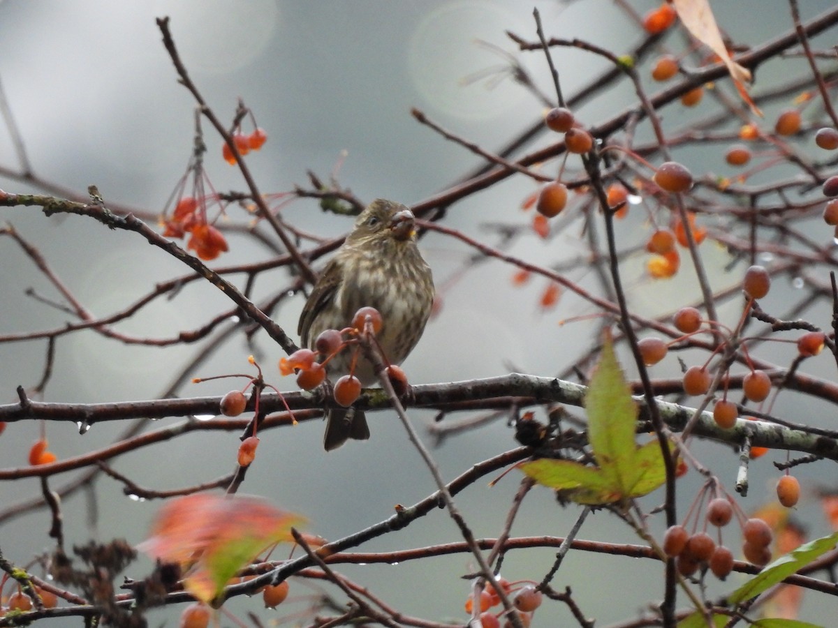 Purple Finch - ML644296491