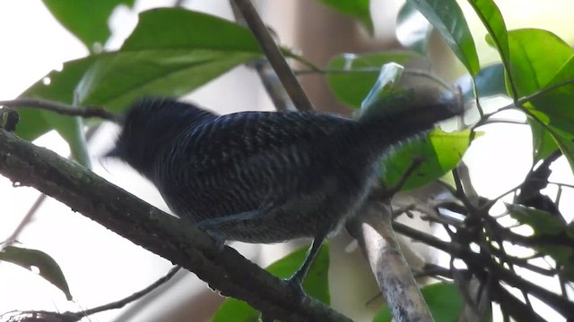Fasciated Antshrike - ML644296495