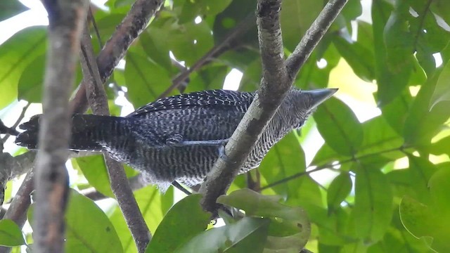 Fasciated Antshrike - ML644296503
