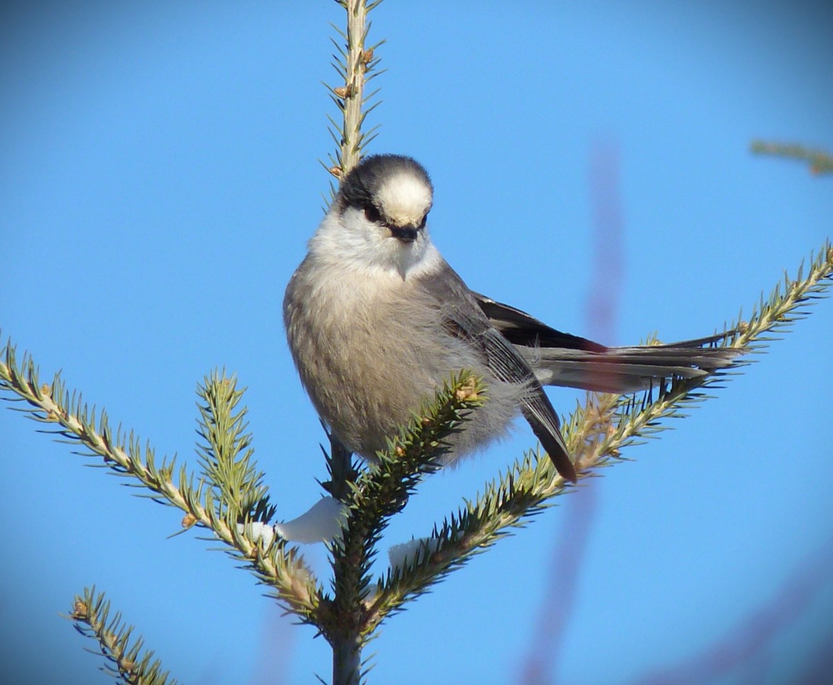 Mésangeai du Canada - ML644296512