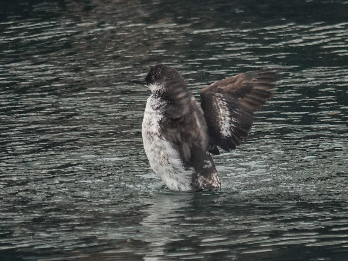 Pigeon Guillemot - ML644296517
