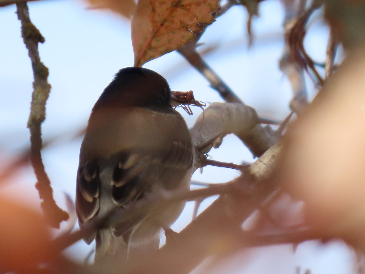 strnadec zimní - ML644296520