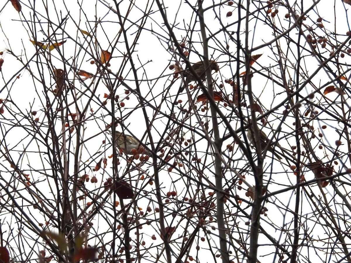 Purple Finch - ML644296521