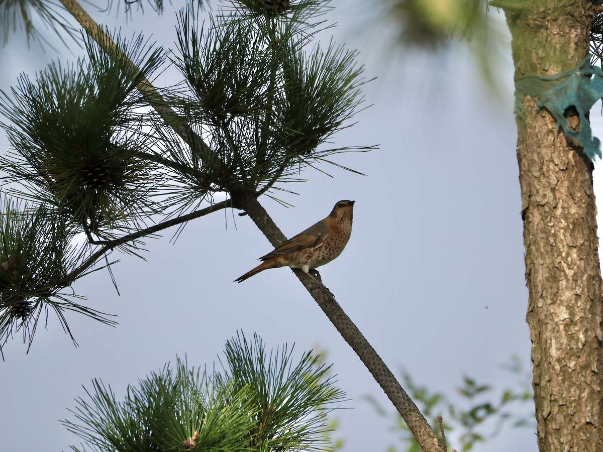 Birigarro gorrizta - ML644296524