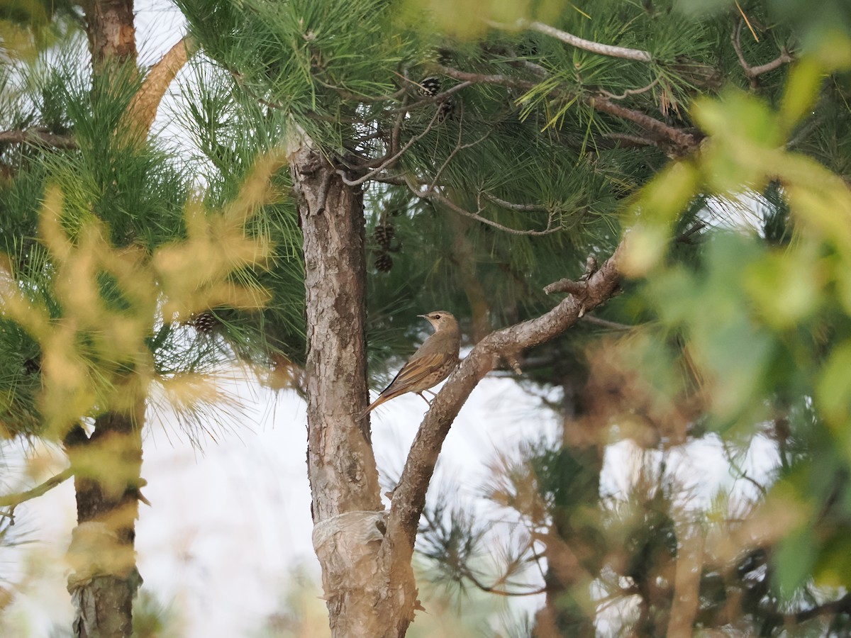 Birigarro gorrizta - ML644296525