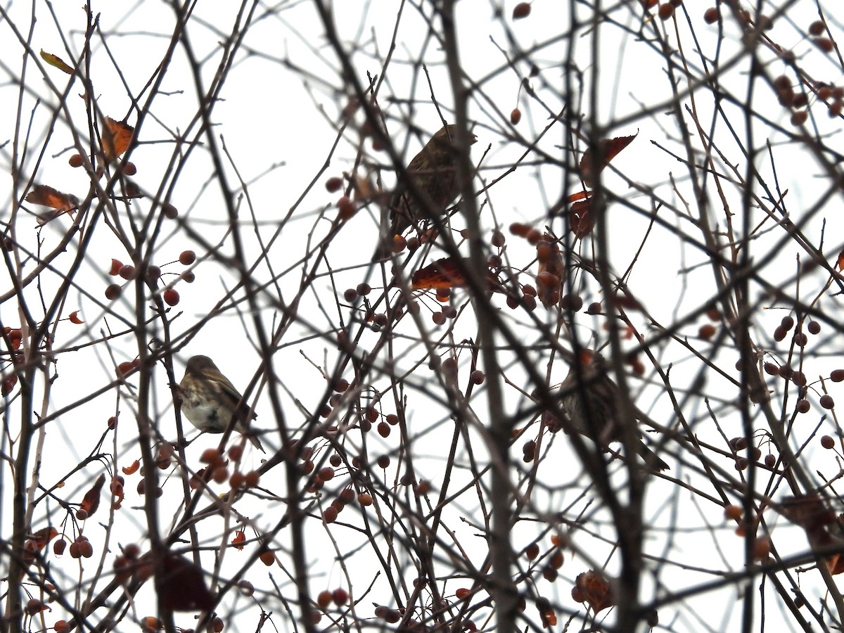 Purple Finch - ML644296531