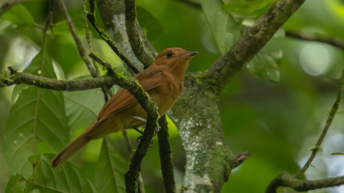 Rufous Mourner - ML644296545