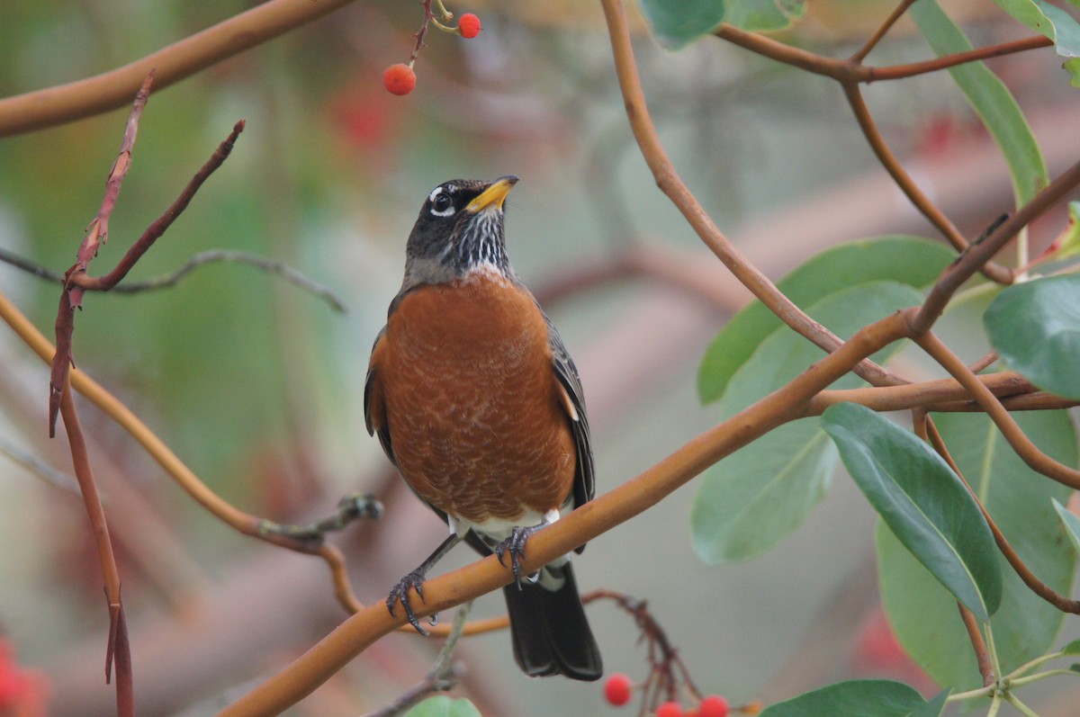 American Robin - ML644296546