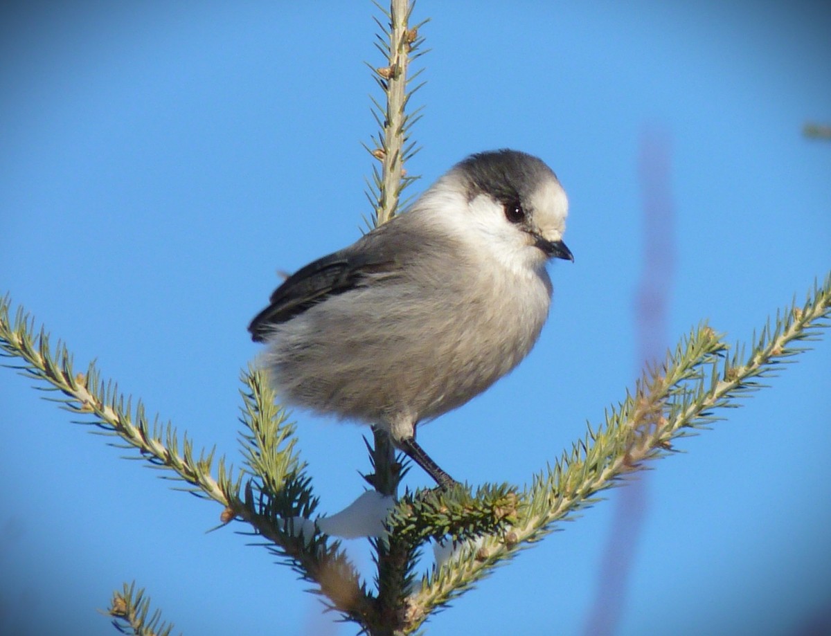 Mésangeai du Canada - ML644296580