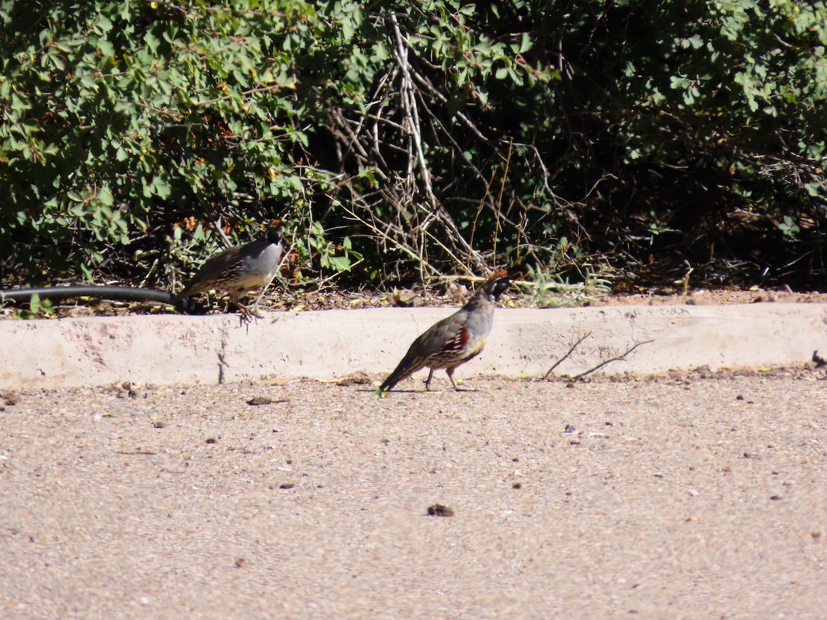 Helmwachtel - ML644296610