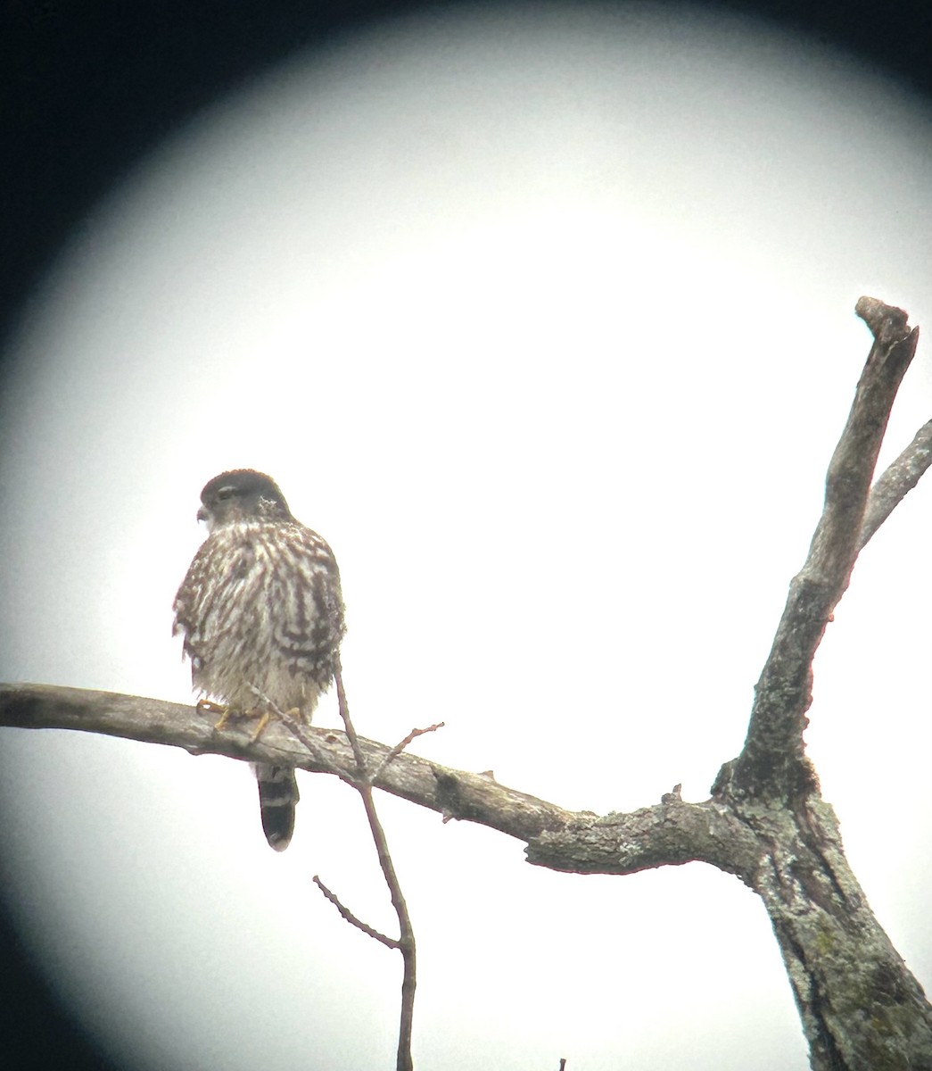 Merlin - ML644296611