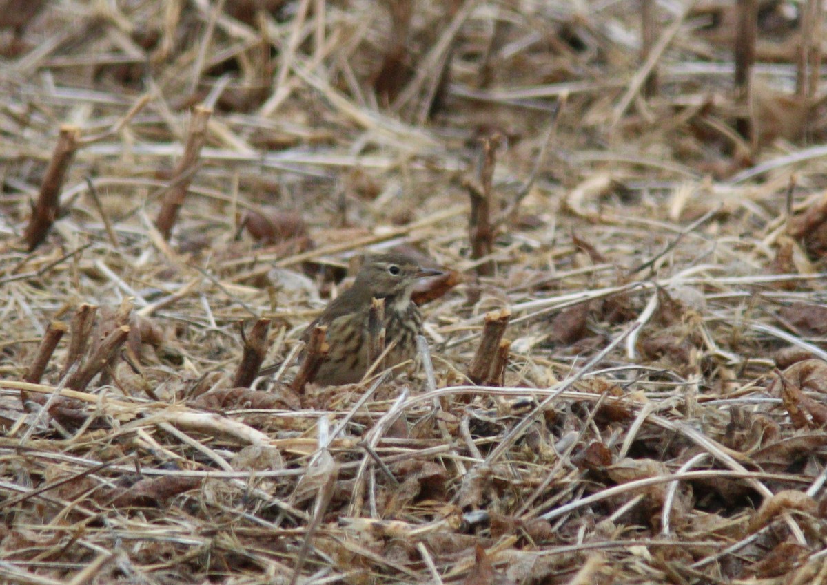 American Pipit - ML644296612