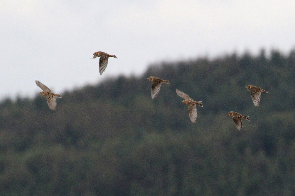 Lapland Longspur - ML644296618