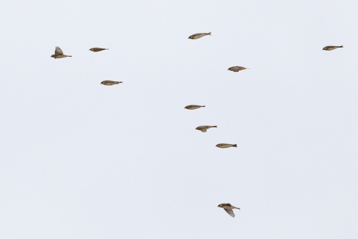Lapland Longspur - ML644296619