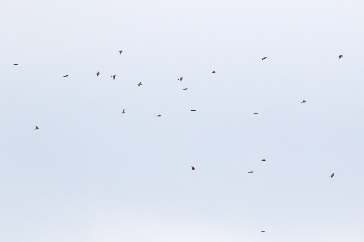 Lapland Longspur - ML644296620