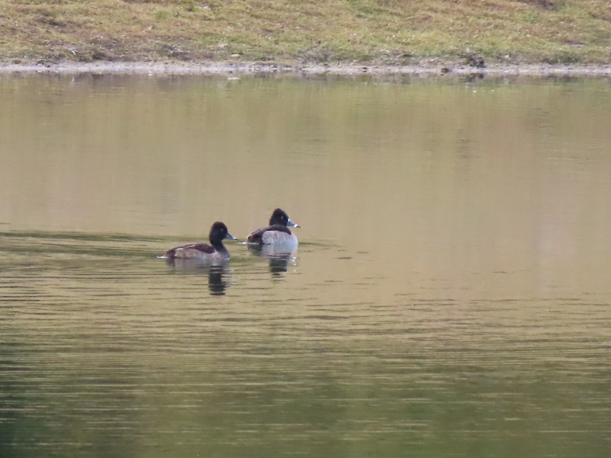 polák proužkozobý - ML644296626