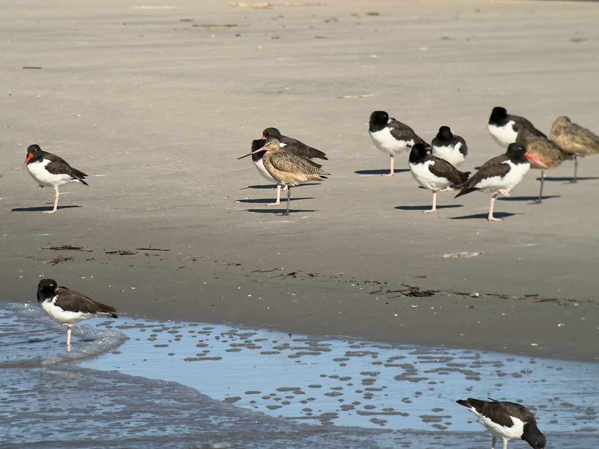 Marbled Godwit - ML644296628