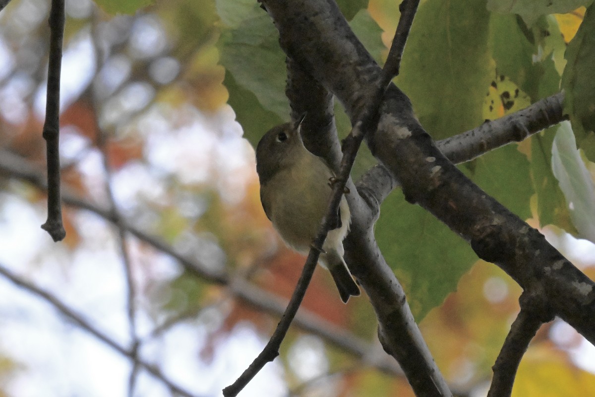 Ruby-crowned Kinglet - ML644296630