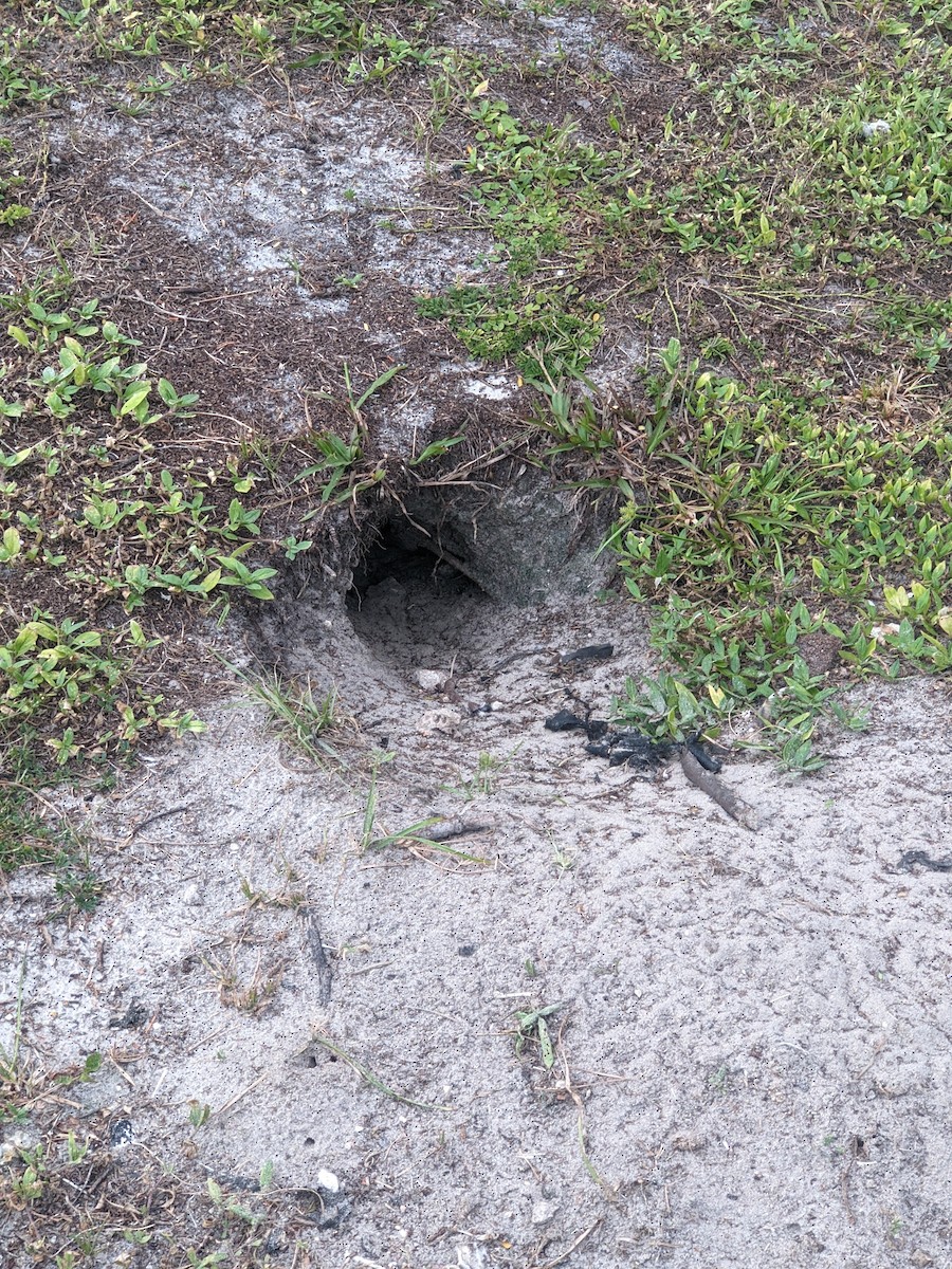 Burrowing Owl - ML644296631