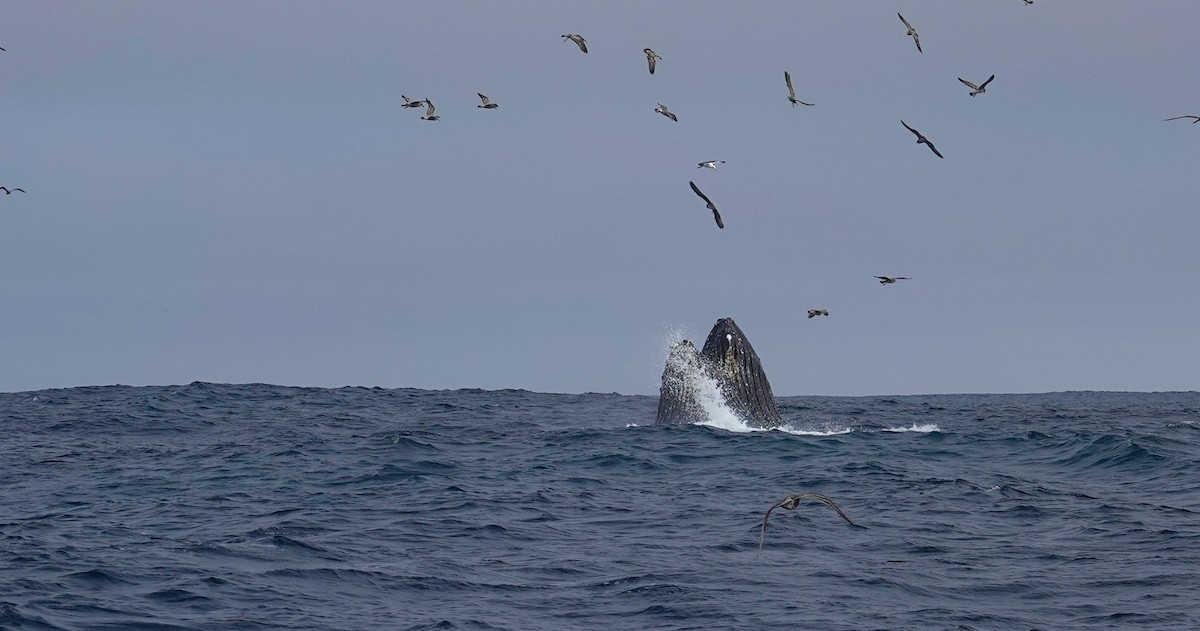 Humpback Whale - ML644296634