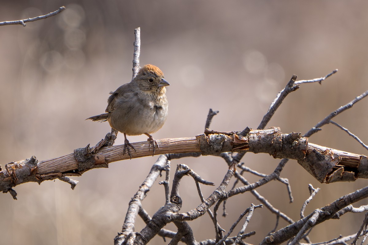 Canyon Towhee - ML644296641