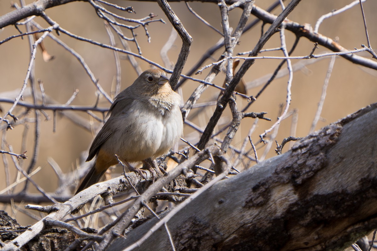 Canyon Towhee - ML644296642