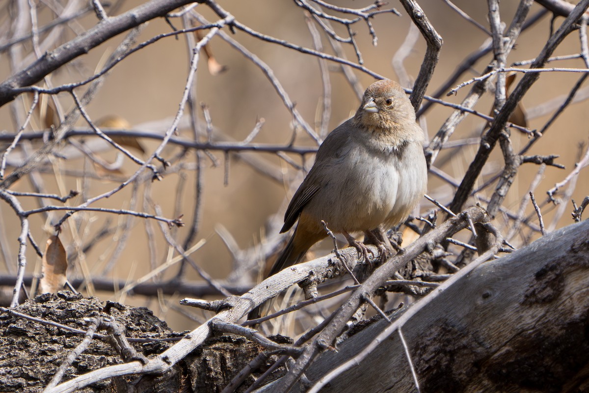 Canyon Towhee - ML644296643
