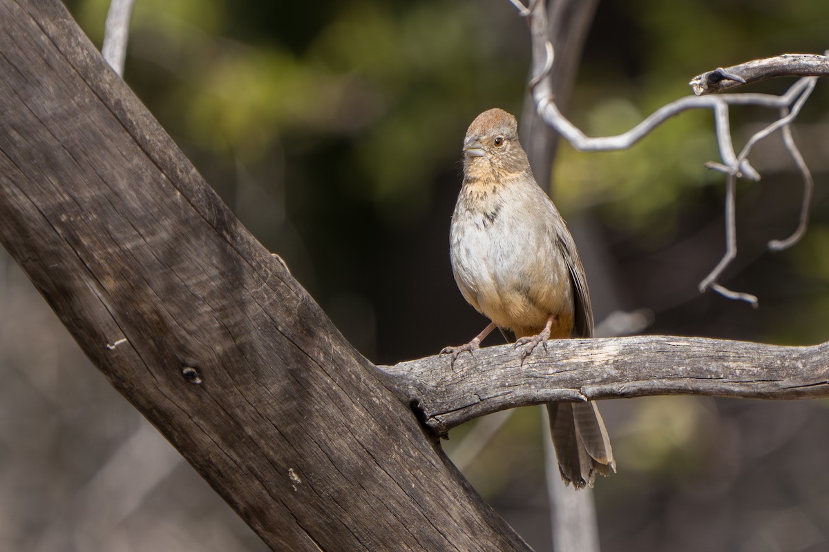 Canyon Towhee - ML644296644