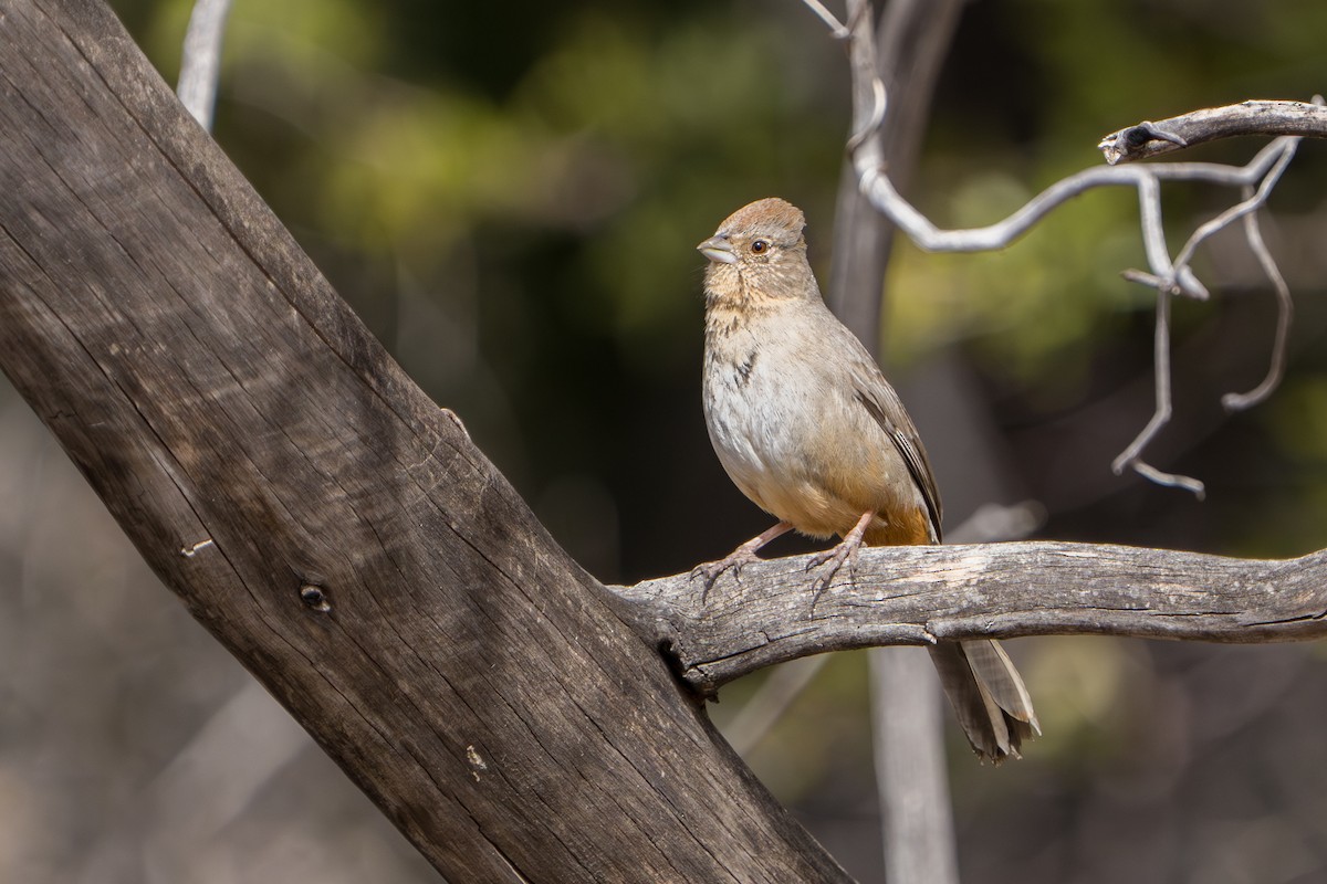 Canyon Towhee - ML644296645