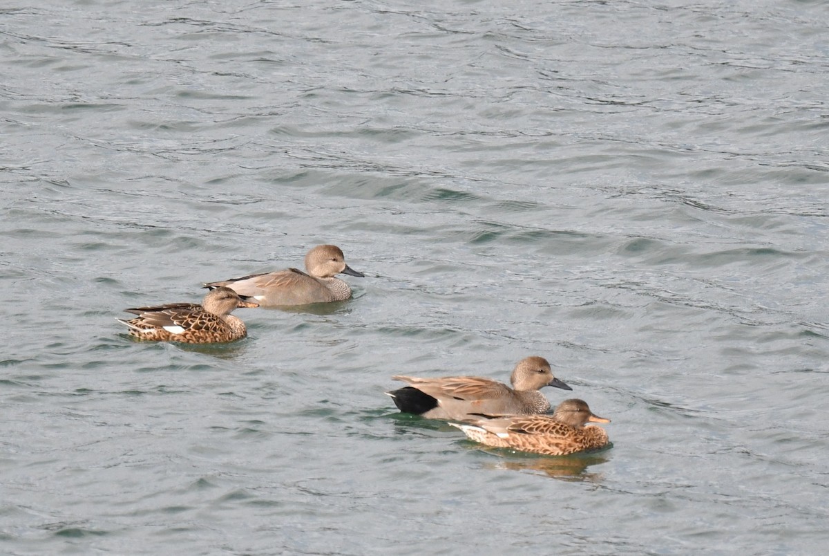 Gadwall - ML644296646