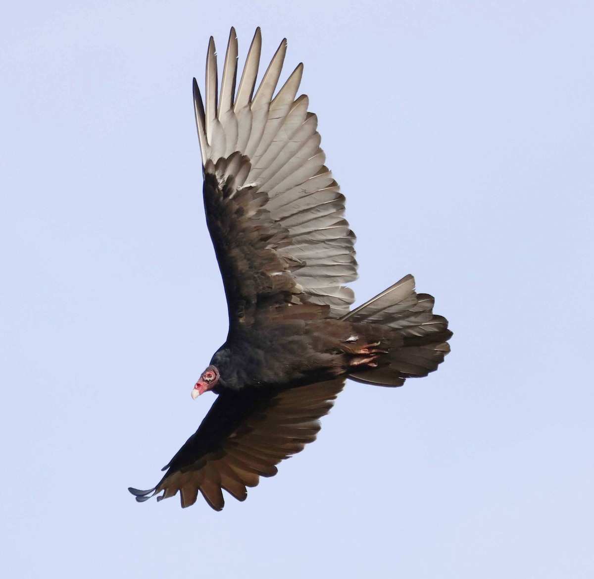 Aura Gallipavo - ML644296661