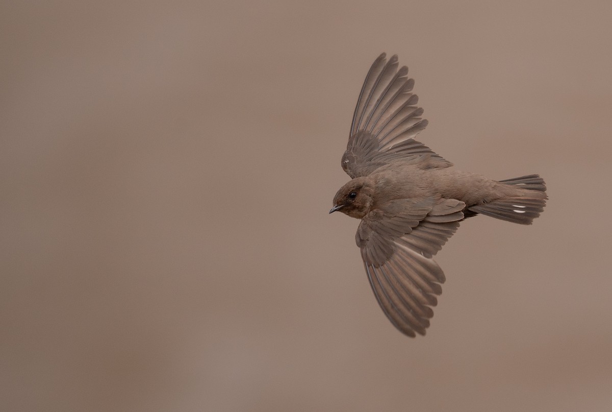 Харагчин хараацай - ML644296662