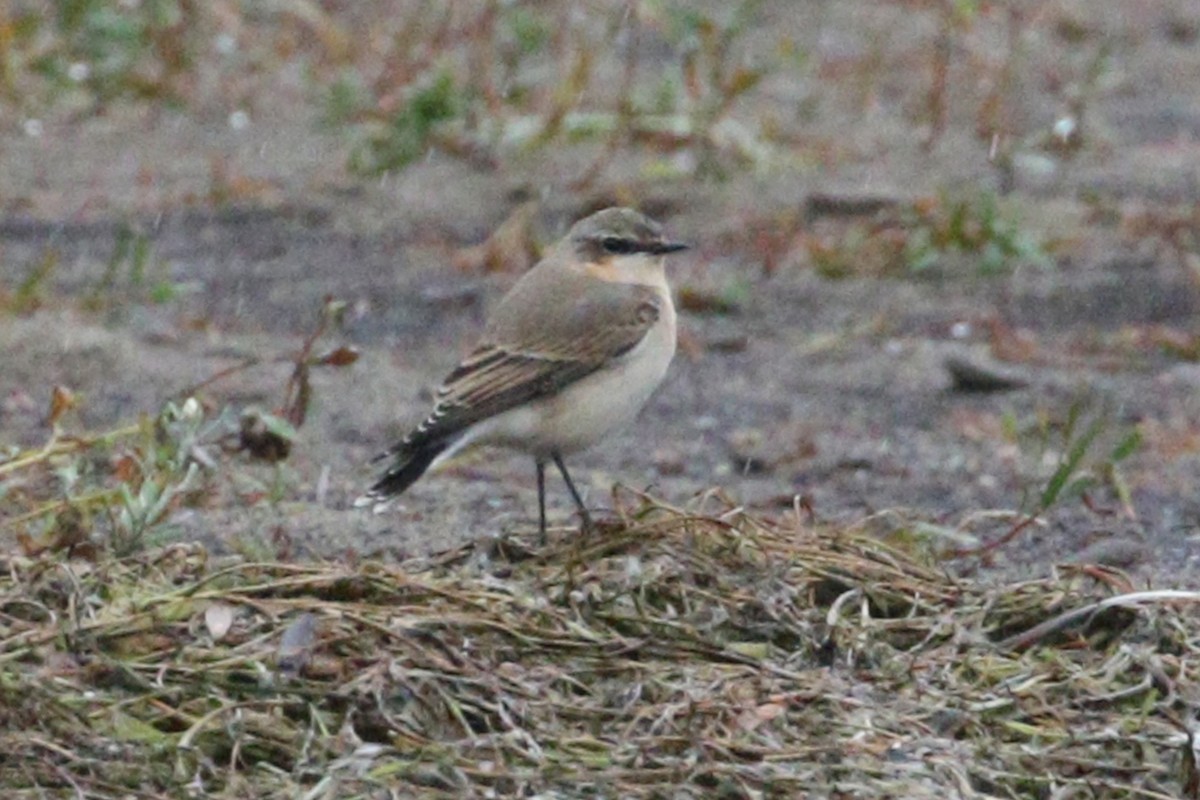 Culbianco - ML644296682