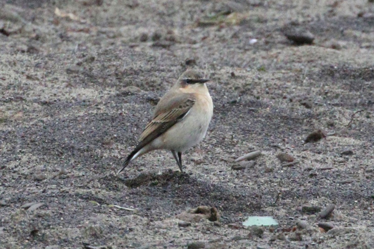 Culbianco - ML644296683