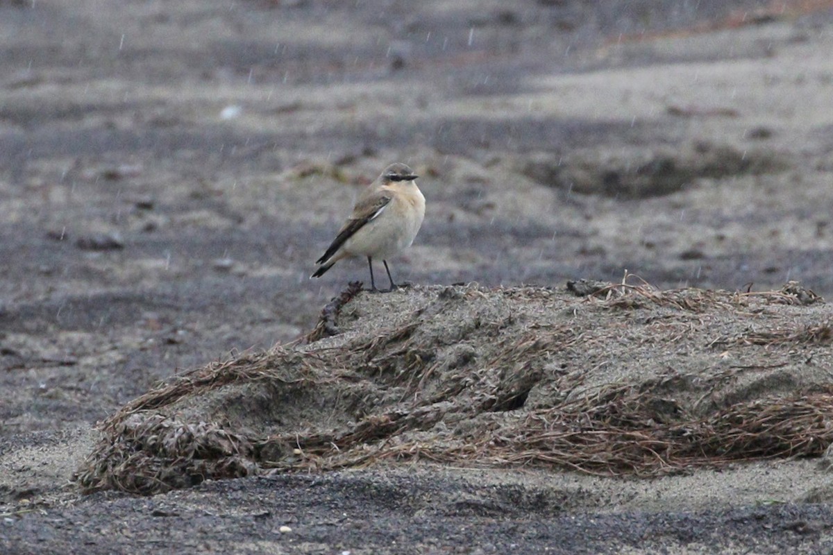 Culbianco - ML644296684