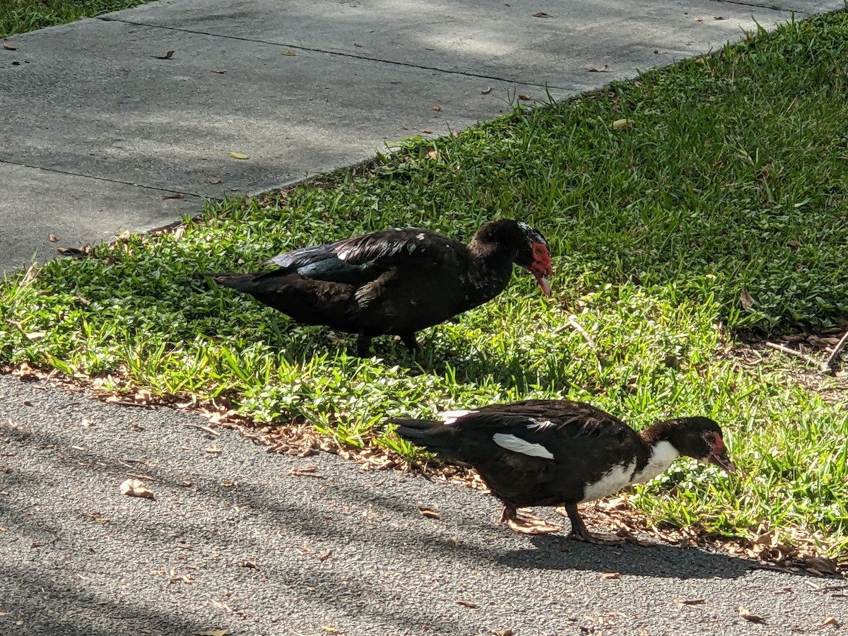 番鴨(馴化)(薑母鴨) - ML644296685