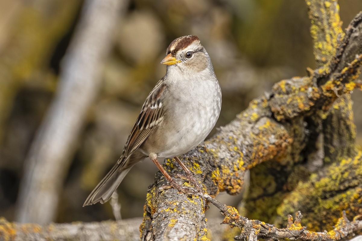 Porsuk Serçesi - ML644296687