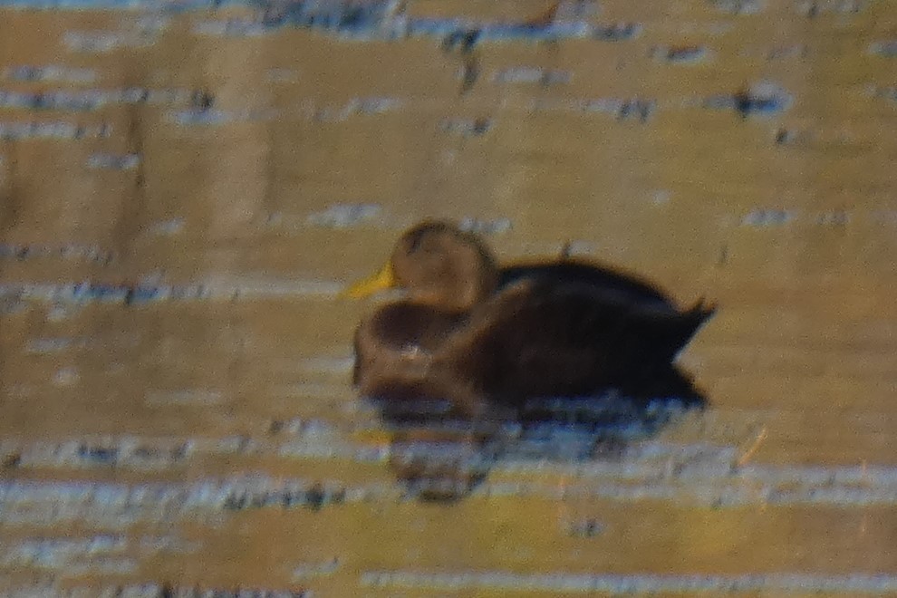 Mallard x American Black Duck (hybrid) - ML644296690